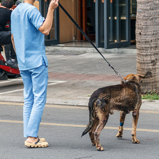 Veterinary Sciences